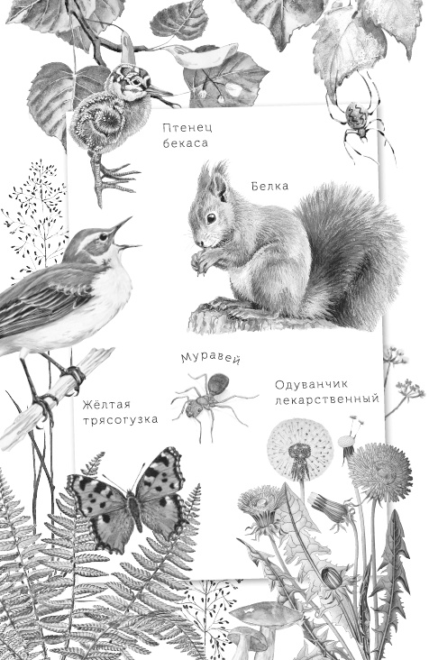 Иллюстрация к книге — Лесные шорохи [i_002.jpg]