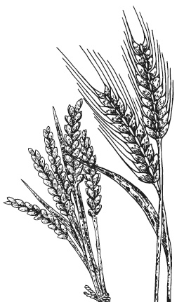 Иллюстрация к книге — Лесные шорохи [i_004.jpg]