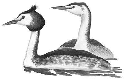 Иллюстрация к книге — Лесные шорохи [i_009.jpg]