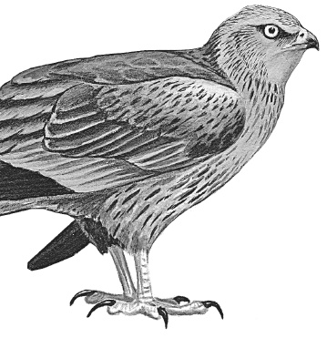 Иллюстрация к книге — Лесные шорохи [i_010.jpg]