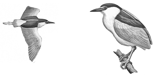 Иллюстрация к книге — Лесные шорохи [i_011.jpg]