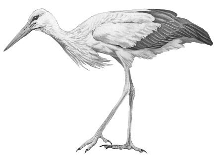 Иллюстрация к книге — Лесные шорохи [i_012.jpg]