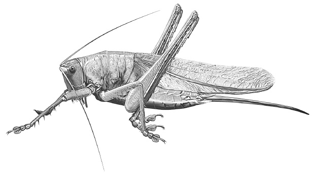 Иллюстрация к книге — Лесные шорохи [i_013.jpg]