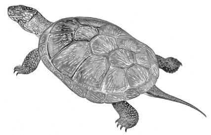 Иллюстрация к книге — Лесные шорохи [i_014.jpg]