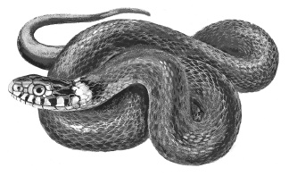 Иллюстрация к книге — Лесные шорохи [i_015.jpg]