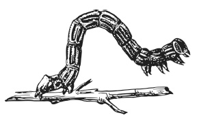 Иллюстрация к книге — Лесные шорохи [i_016.jpg]