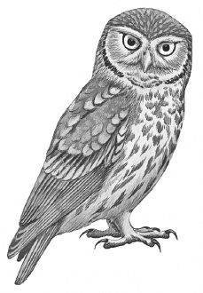 Иллюстрация к книге — Лесные шорохи [i_018.jpg]