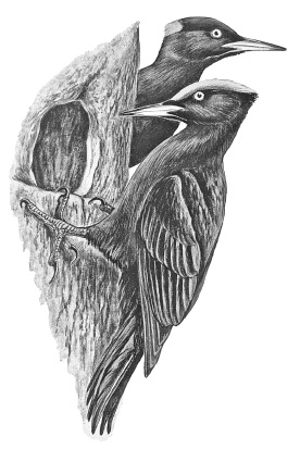 Иллюстрация к книге — Лесные шорохи [i_021.jpg]