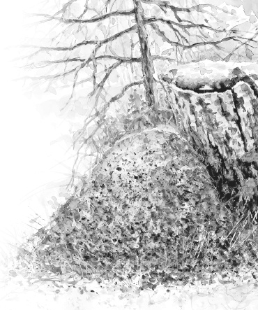 Иллюстрация к книге — Лесные шорохи [i_025.jpg]