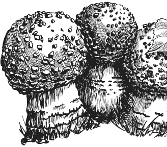 Иллюстрация к книге — Лесные шорохи [i_028.jpg]