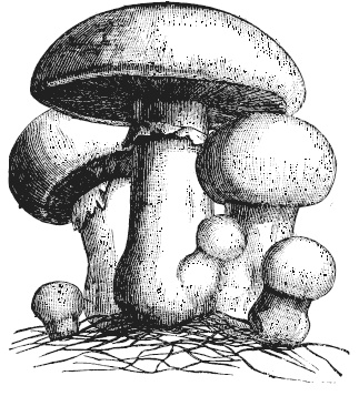 Иллюстрация к книге — Лесные шорохи [i_031.jpg]