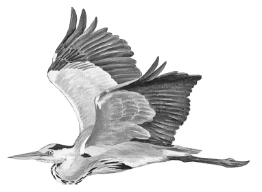 Иллюстрация к книге — Лесные шорохи [i_037.jpg]