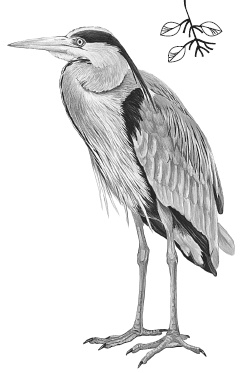 Иллюстрация к книге — Лесные шорохи [i_038.jpg]