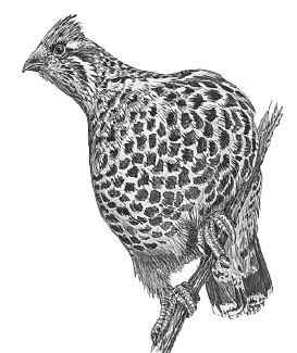 Иллюстрация к книге — Лесные шорохи [i_039.jpg]