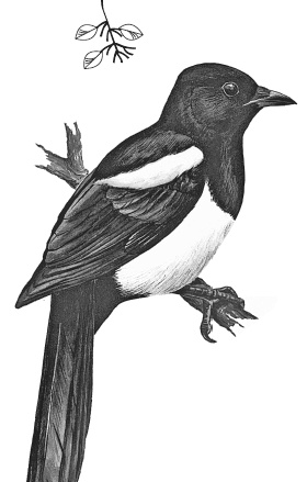 Иллюстрация к книге — Лесные шорохи [i_042.jpg]