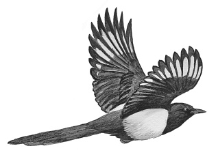 Иллюстрация к книге — Лесные шорохи [i_043.jpg]