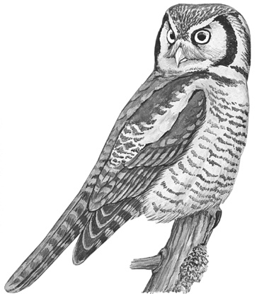 Иллюстрация к книге — Лесные шорохи [i_045.jpg]