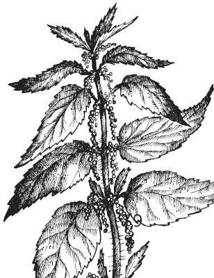 Иллюстрация к книге — Лесные шорохи [i_049.jpg]