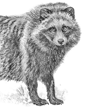 Иллюстрация к книге — Лесные шорохи [i_051.jpg]