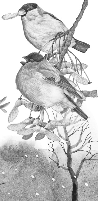 Иллюстрация к книге — Лесные шорохи [i_052.jpg]