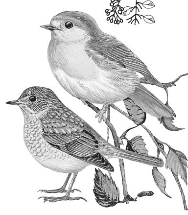 Иллюстрация к книге — Лесные шорохи [i_055.jpg]