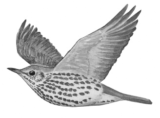 Иллюстрация к книге — Лесные шорохи [i_057.jpg]