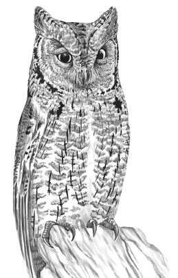 Иллюстрация к книге — Лесные шорохи [i_060.jpg]