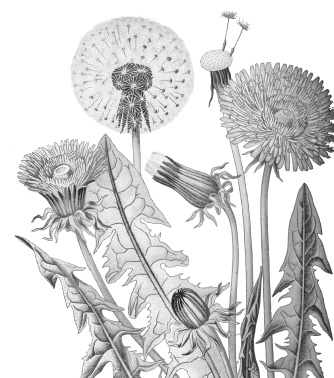 Иллюстрация к книге — Лесные шорохи [i_062.jpg]