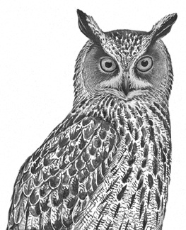 Иллюстрация к книге — Лесные шорохи [i_064.jpg]