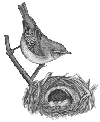 Иллюстрация к книге — Лесные шорохи [i_065.jpg]