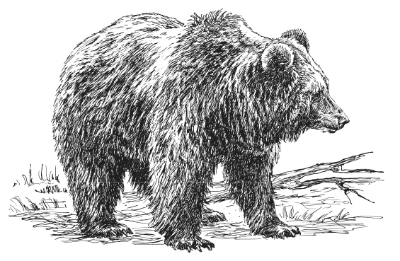 Иллюстрация к книге — Лесные шорохи [i_066.jpg]