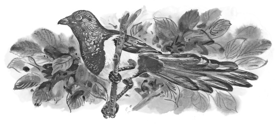 Иллюстрация к книге — Лесные шорохи [i_067.jpg]