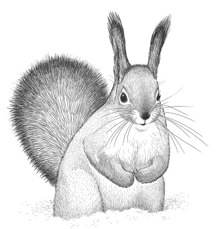 Иллюстрация к книге — Лесные шорохи [i_071.jpg]