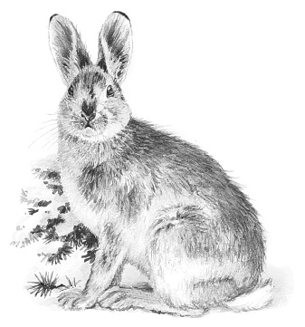 Иллюстрация к книге — Лесные шорохи [i_072.jpg]