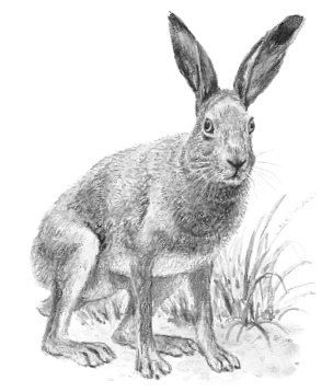 Иллюстрация к книге — Лесные шорохи [i_073.jpg]