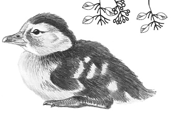 Иллюстрация к книге — Лесные шорохи [i_074.jpg]