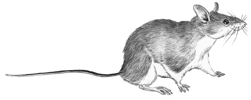 Иллюстрация к книге — Лесные шорохи [i_076.jpg]