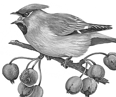 Иллюстрация к книге — Лесные шорохи [i_085.jpg]