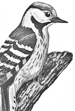 Иллюстрация к книге — Лесные шорохи [i_092.jpg]