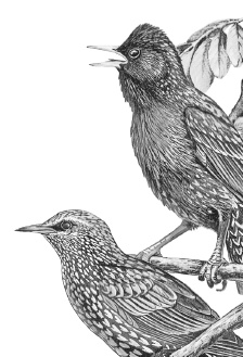 Иллюстрация к книге — Лесные шорохи [i_094.jpg]