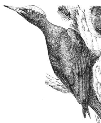 Иллюстрация к книге — Лесные шорохи [i_098.jpg]