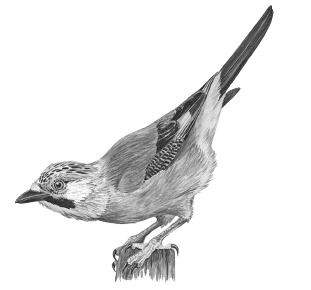 Иллюстрация к книге — Лесные шорохи [i_099.jpg]