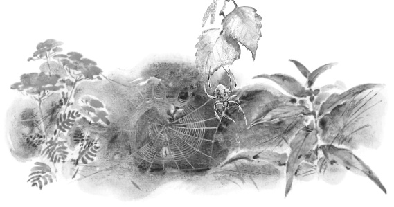 Иллюстрация к книге — Лесные шорохи [i_100.jpg]