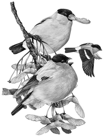 Иллюстрация к книге — Бюро лесных услуг. С вопросами и ответами для почемучек [i_003.jpg]