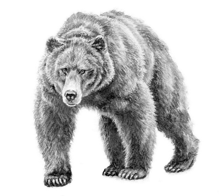 Иллюстрация к книге — Бюро лесных услуг. С вопросами и ответами для почемучек [i_006.jpg]