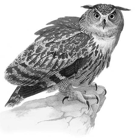 Иллюстрация к книге — Бюро лесных услуг. С вопросами и ответами для почемучек [i_007.jpg]