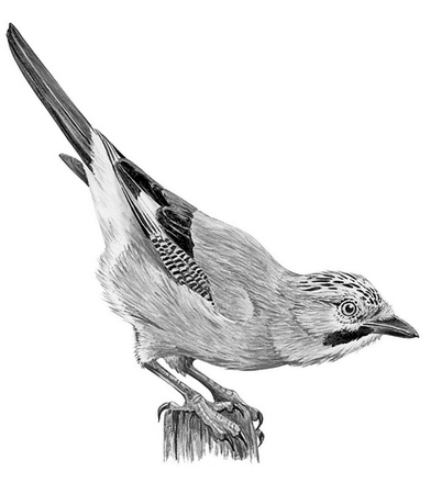 Иллюстрация к книге — Бюро лесных услуг. С вопросами и ответами для почемучек [i_008.jpg]