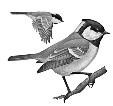 Иллюстрация к книге — Бюро лесных услуг. С вопросами и ответами для почемучек [i_012.jpg]