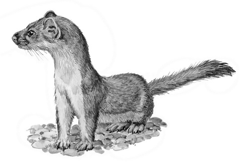 Иллюстрация к книге — Бюро лесных услуг. С вопросами и ответами для почемучек [i_015.jpg]