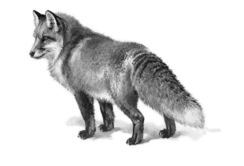 Иллюстрация к книге — Бюро лесных услуг. С вопросами и ответами для почемучек [i_017.jpg]